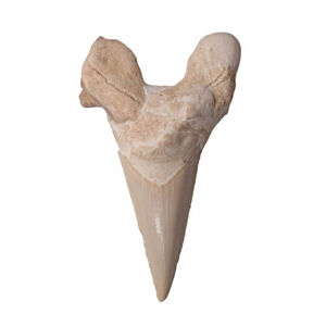 Žraločí zub - cca 4 - 6 cm